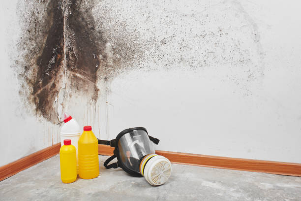 Certified Mold Removal in Wright, FL